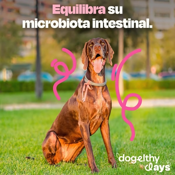 A vibrant 1:1 image featuring a happy, healthy dog with playful, hand-drawn graphic elements to emphasize intestinal wellness.